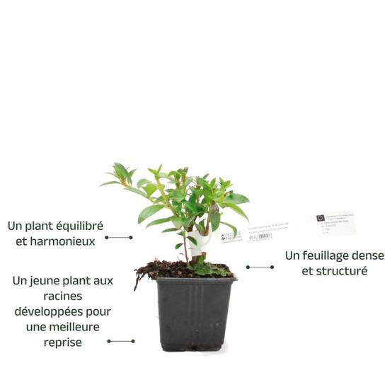 Rhododendron du Japon 'Fête des Mères' (Azalea japonica 'Fête des Mères') - Godet 9cm - Pépinières Naudet - Image 3
