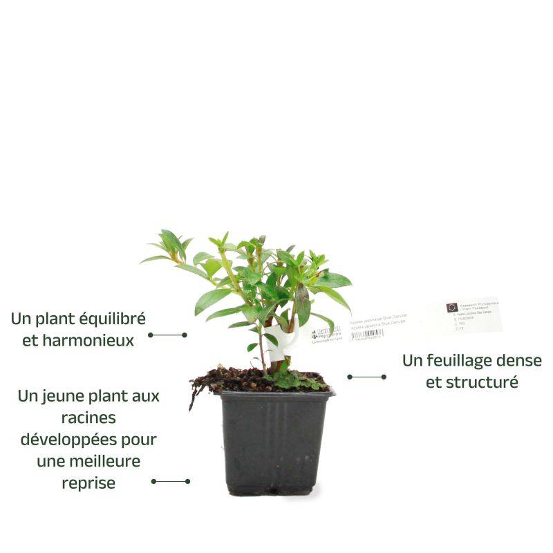 Rhododendron du Japon 'Fête des Mères' (Azalea japonica 'Fête des Mères') - Godet 9cm - Pépinières Naudet - Image 3