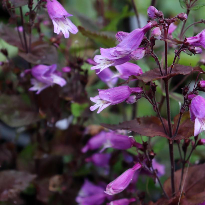 Promesse de Fleurs - Penstemon smallii - Galane Godet de 8/9 cm