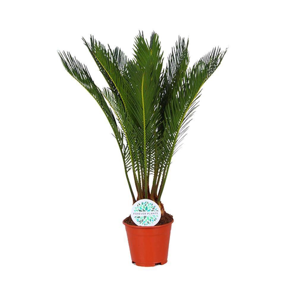 La Green Touch - Cycas Revoluta 50cm - Plante d'intérieur- La Green Touch - Imagen 1