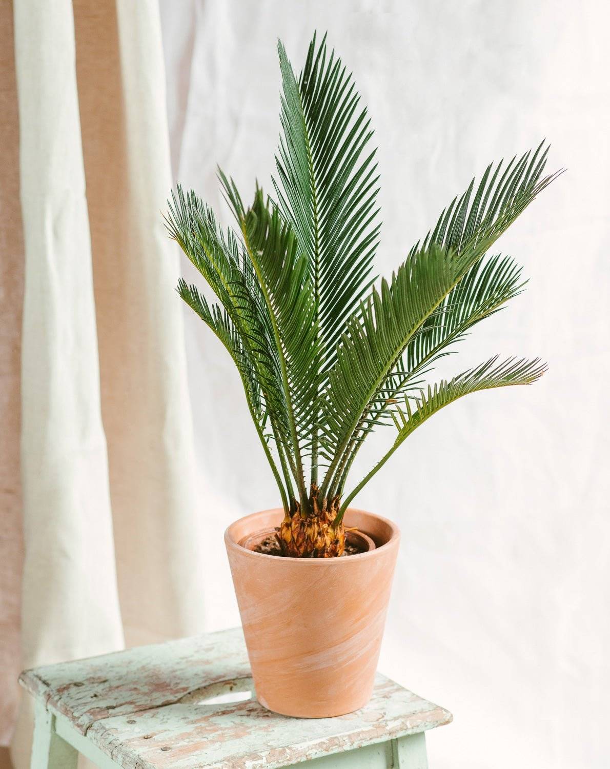 vidaXL Künstliche Cycas-Palme - acheter sur