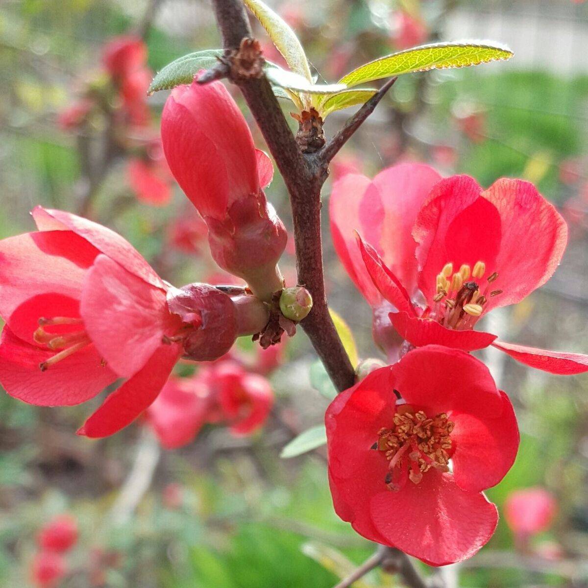 Cognassier du Japon umbilicata, Chaenomeles à fleurs Rose/Orange - feuillage Caduc - Pot de 3L - 20/40 cm
