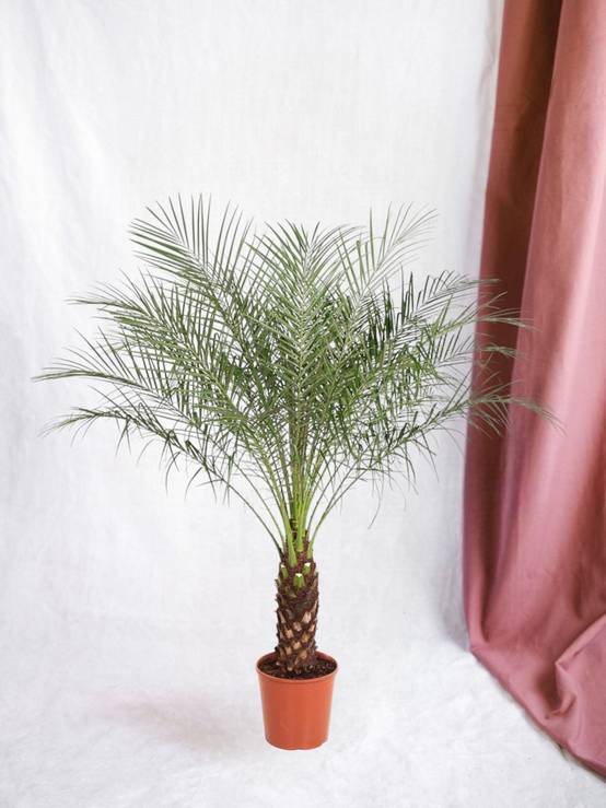 Phoenix Roebelenii 150cm - D27 H150cm - Image 1