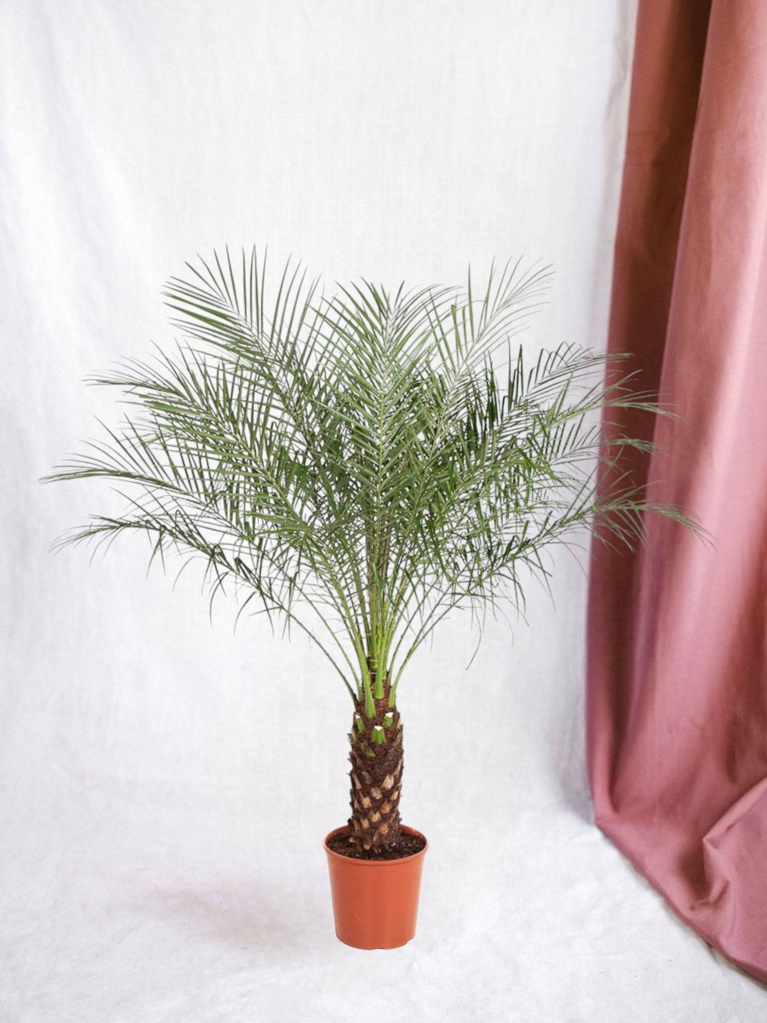 Phoenix Roebelenii 150cm - D27 H150cm - Image 1