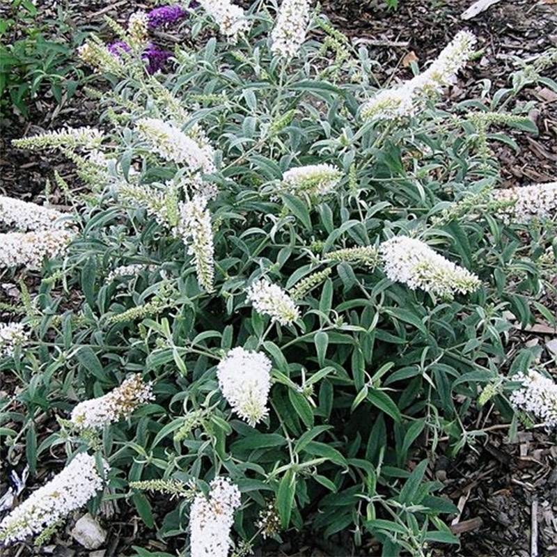 Buddleia davidii White Ball Pot de 3L/4L - Image 1