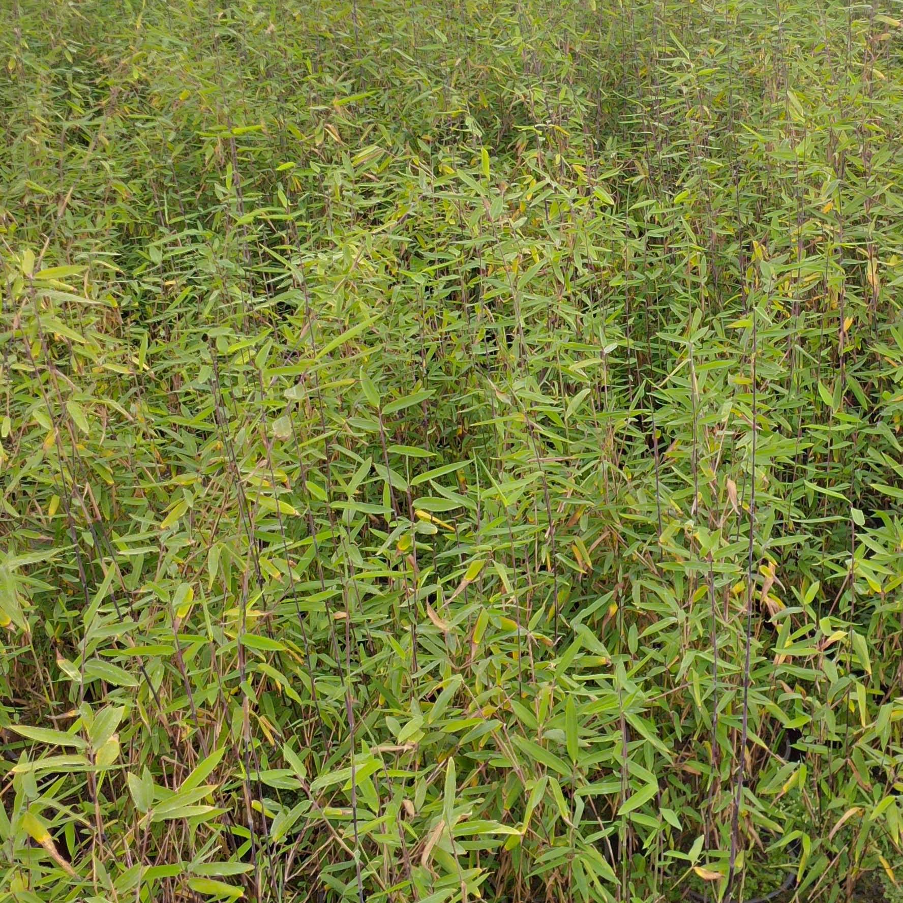 Promesse de Fleurs - Fargesia demissa Gerry - Bambou non traçant Pot de 4L/5L - Image 1
