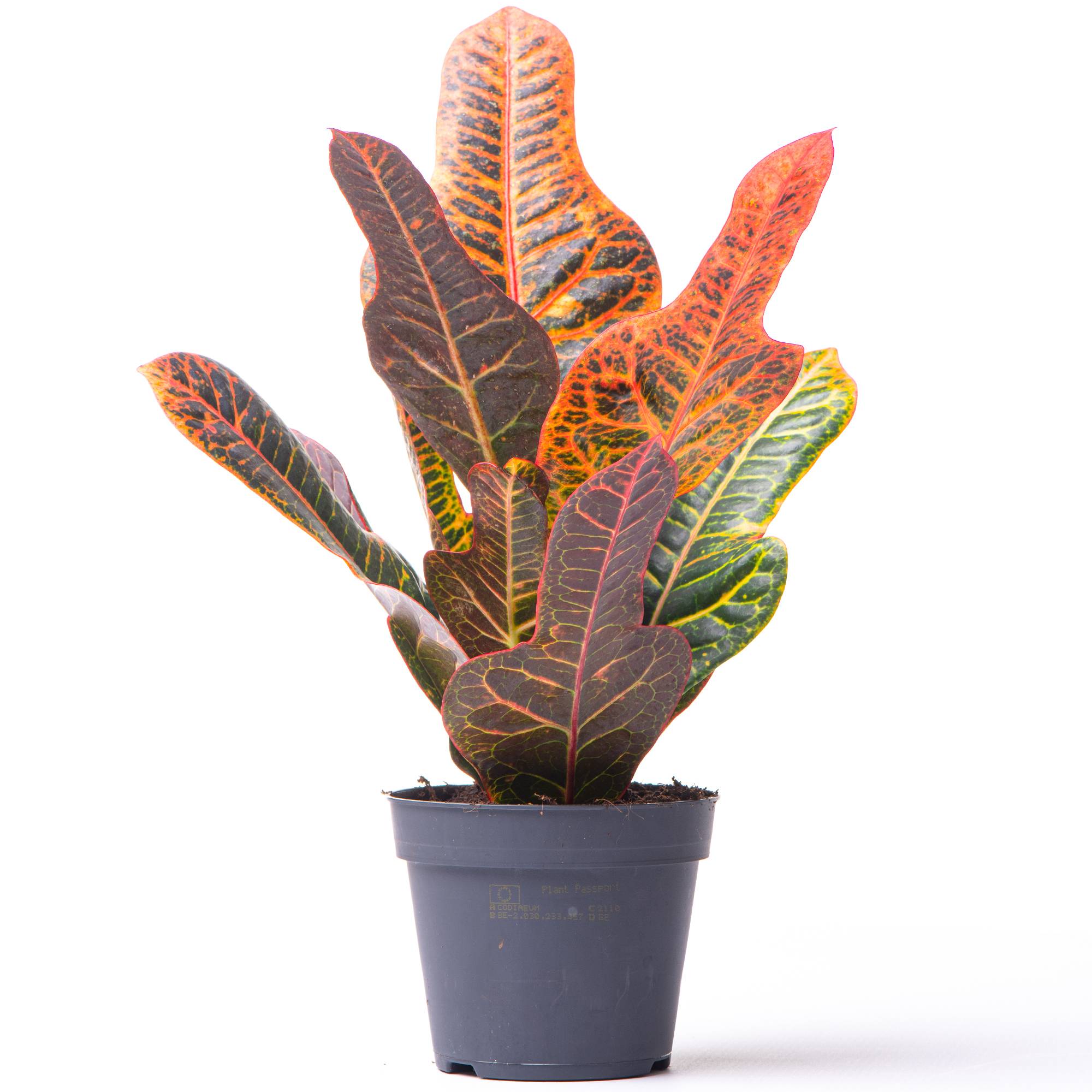 Gardenersdream - Codiaeum Variegatum "Excellent" - Croton | Plante D'Intérieur Pour Le Bureau À Domicile (35 À 45 Cm Pot Inclus) - GardenersDream - Image 1