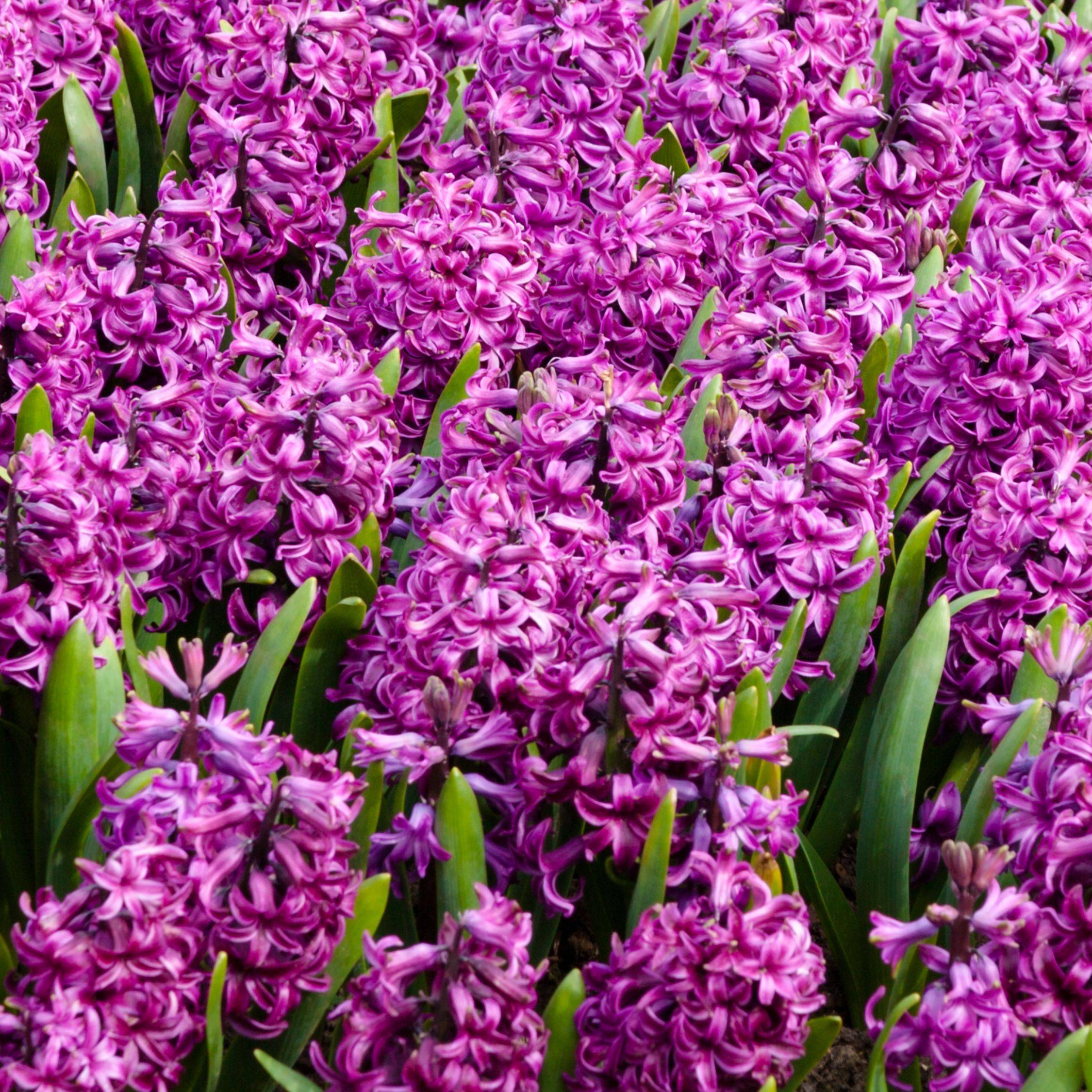 Plant In A Box - Bulbes de jacinthes - Lot de 10 - Hyacinthus 'Purple Voice' - Bulbes à fleurs - Image 5