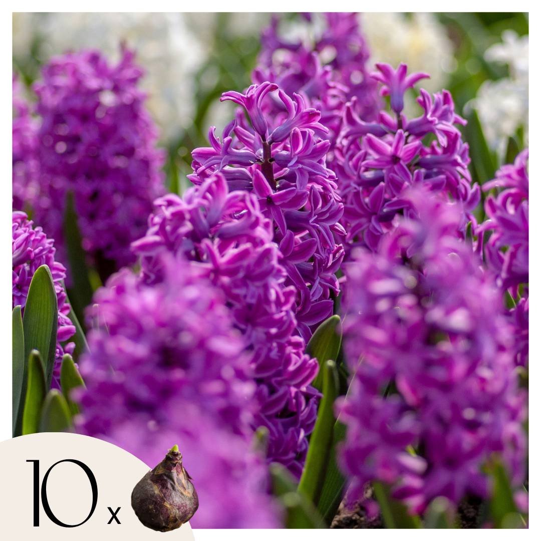 Plant In A Box - Bulbes de jacinthes - Lot de 10 - Hyacinthus 'Purple Voice' - Bulbes à fleurs - Image 1