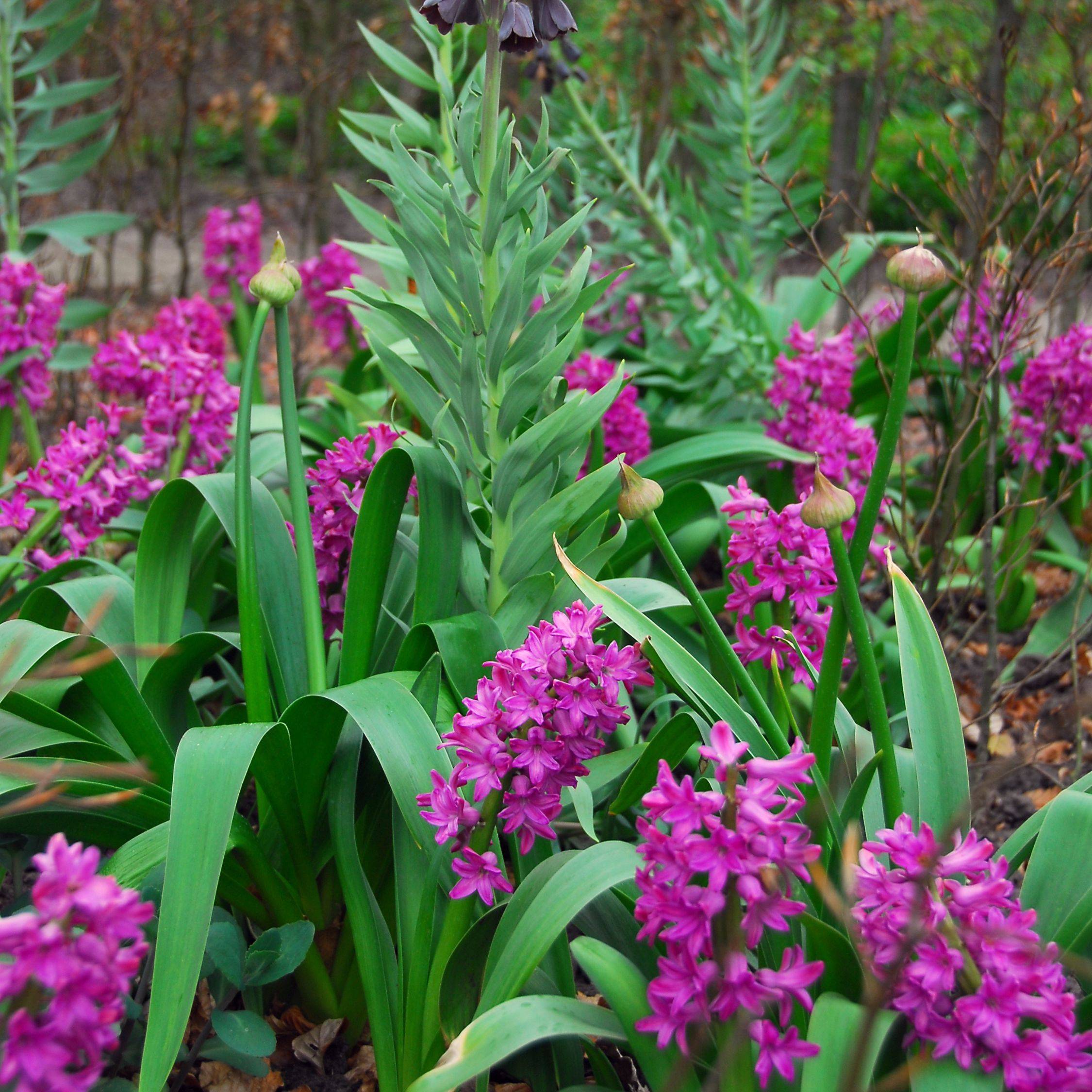 Plant In A Box - Bulbes de jacinthes - Lot de 10 - Hyacinthus 'Purple Voice' - Bulbes à fleurs - Image 3