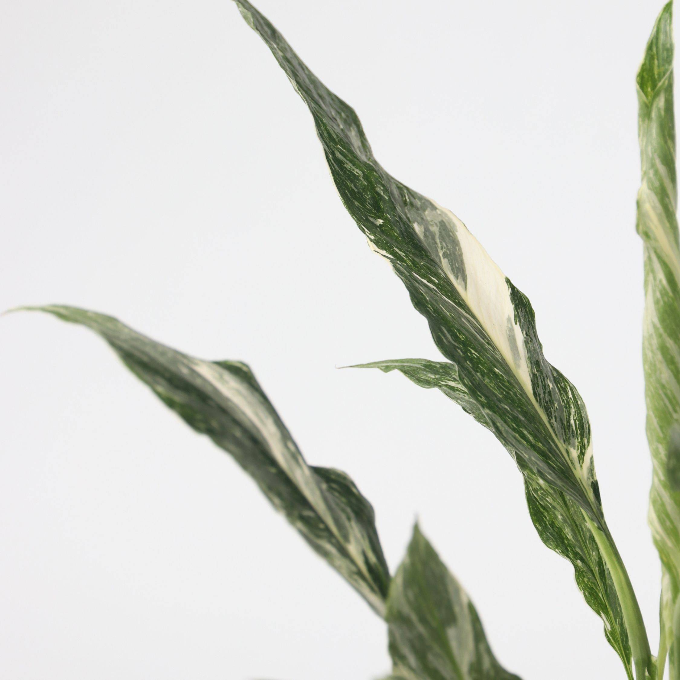 Plant In A Box - Fleur de lune - Spathiphyllum 'Diamond' - Hauteur 40-50cm - ⌀12cm - Image 4