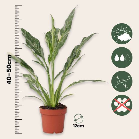 Plant In A Box - Fleur de lune - Spathiphyllum 'Diamond' - Hauteur 40-50cm - ⌀12cm - Image 6