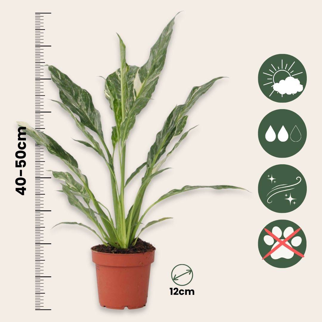 Plant In A Box - Fleur de lune - Spathiphyllum 'Diamond' - Hauteur 40-50cm - ⌀12cm - Image 6
