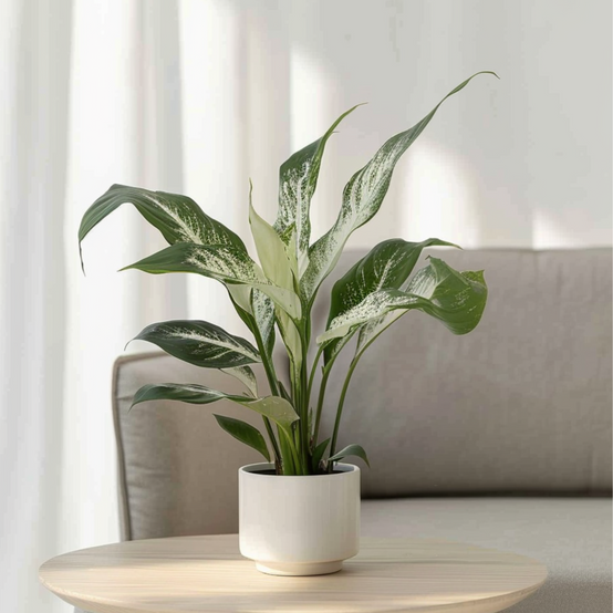 Plant In A Box - Fleur de lune - Spathiphyllum 'Diamond' - Hauteur 40-50cm - ⌀12cm - Image 2