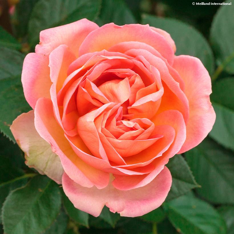 Promesse de Fleurs - Rosier à grandes fleurs Auguste Escoffier Racines nues en motte