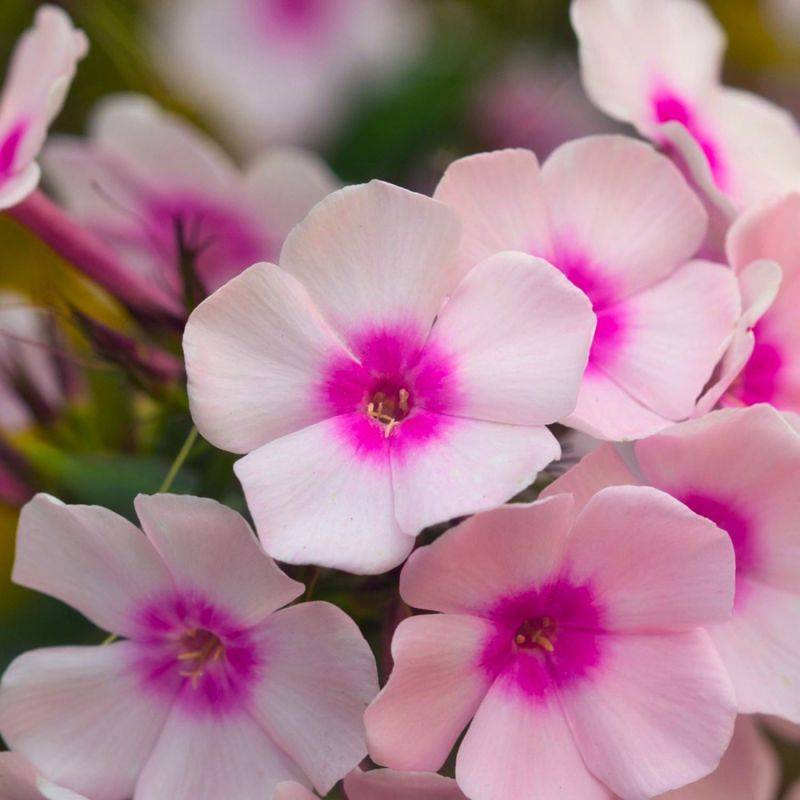 3 Phlox 'Europa' - Lot de 3 vivaces - Pépinières Naudet