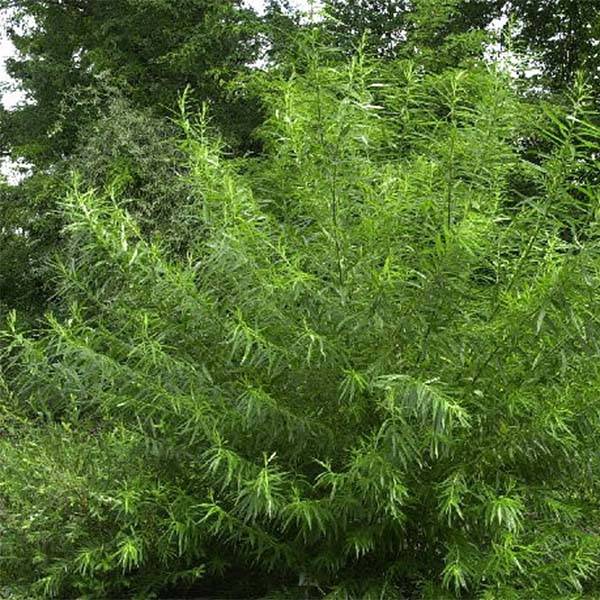 Salix viminalis - Saule des vanniers Petites Racines nues