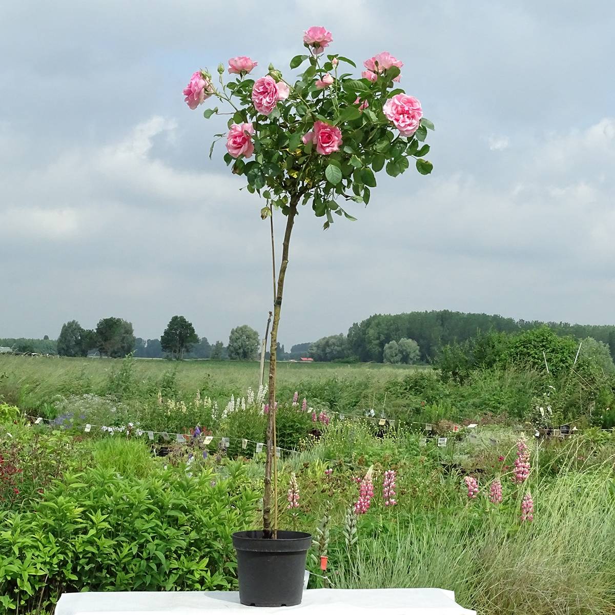 Rosier tige Côté jardin Pot de 7,5L/10L, Tige, Tige de 90/120