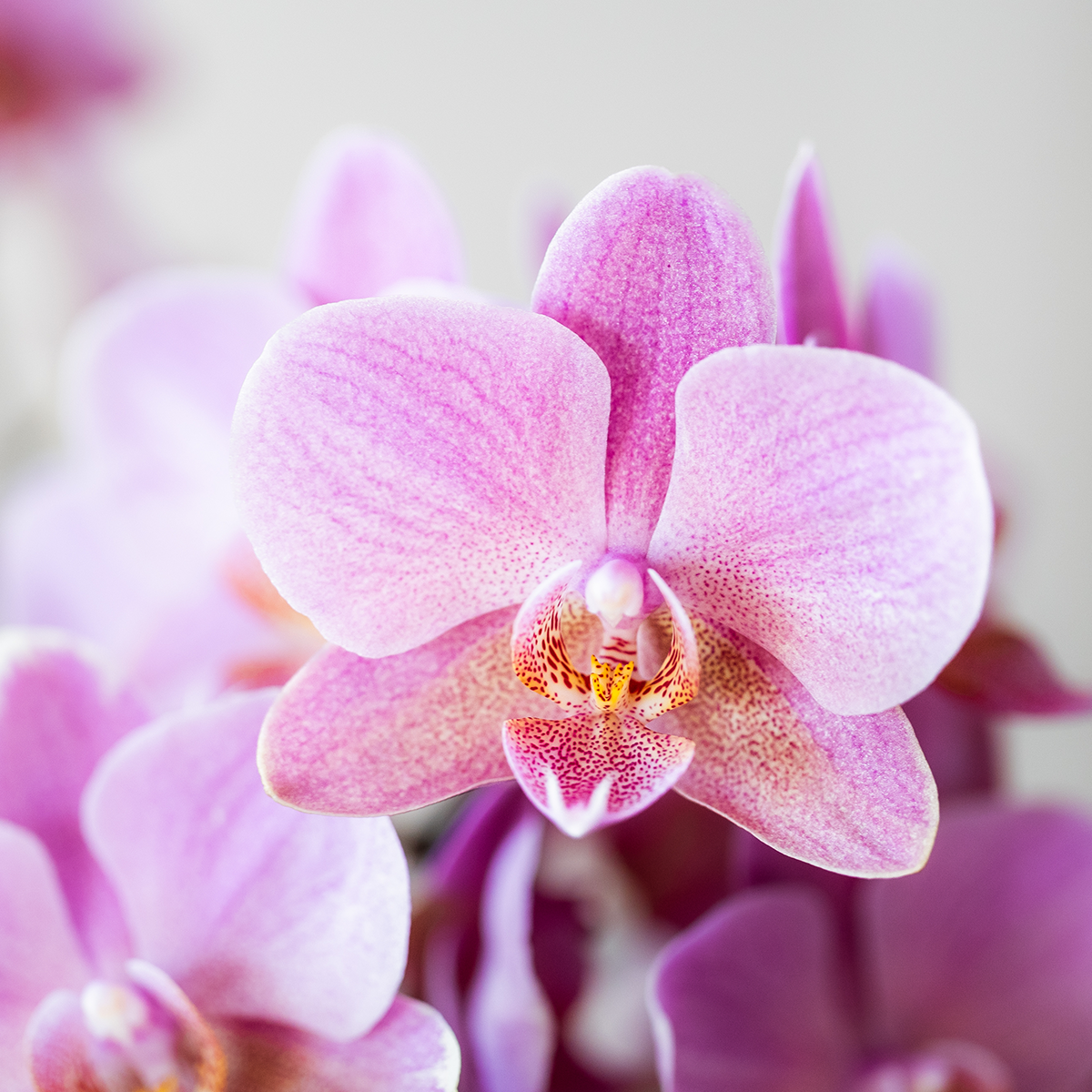 Orchidée Phalaenopsis 'Treviso' rose ancien - Pot de 9cm - Plantes d'intérieur - Image 3