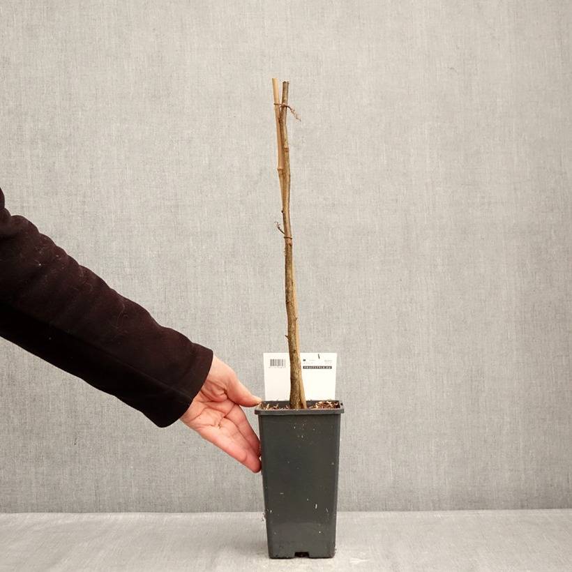 Promesse de Fleurs - Corylus avellana Rode Zellernoot - Noisetier pourpre Pot de 1,5L/2L