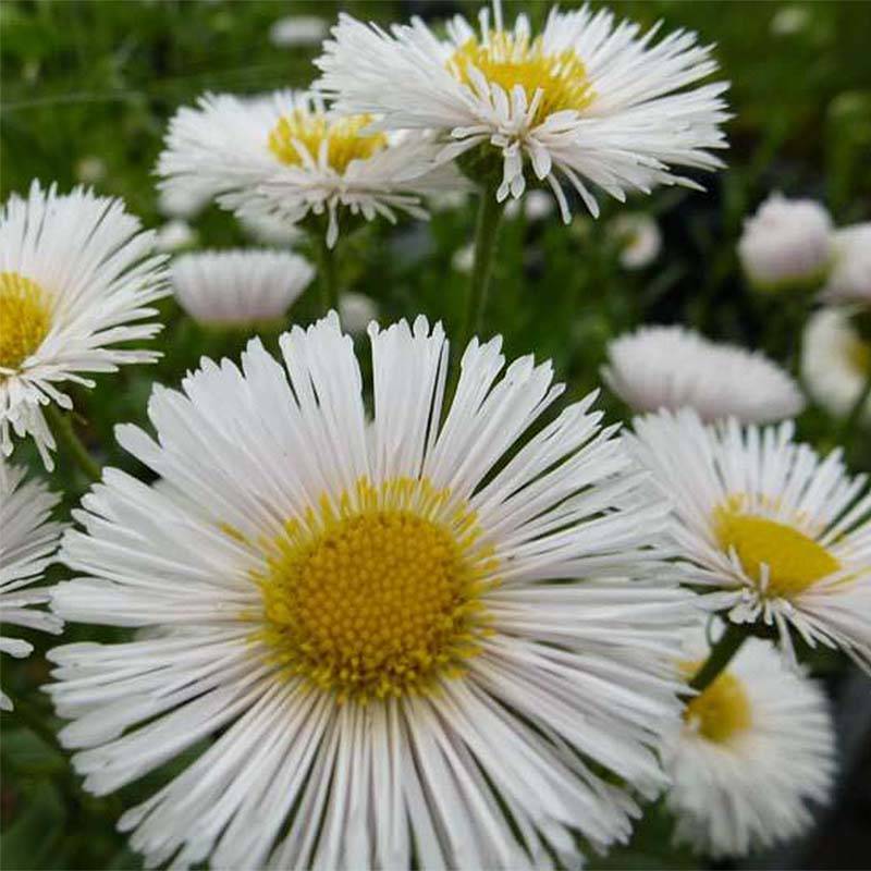 Erigeron Professor Korodi - Vergerette Godet de 8/9 cm