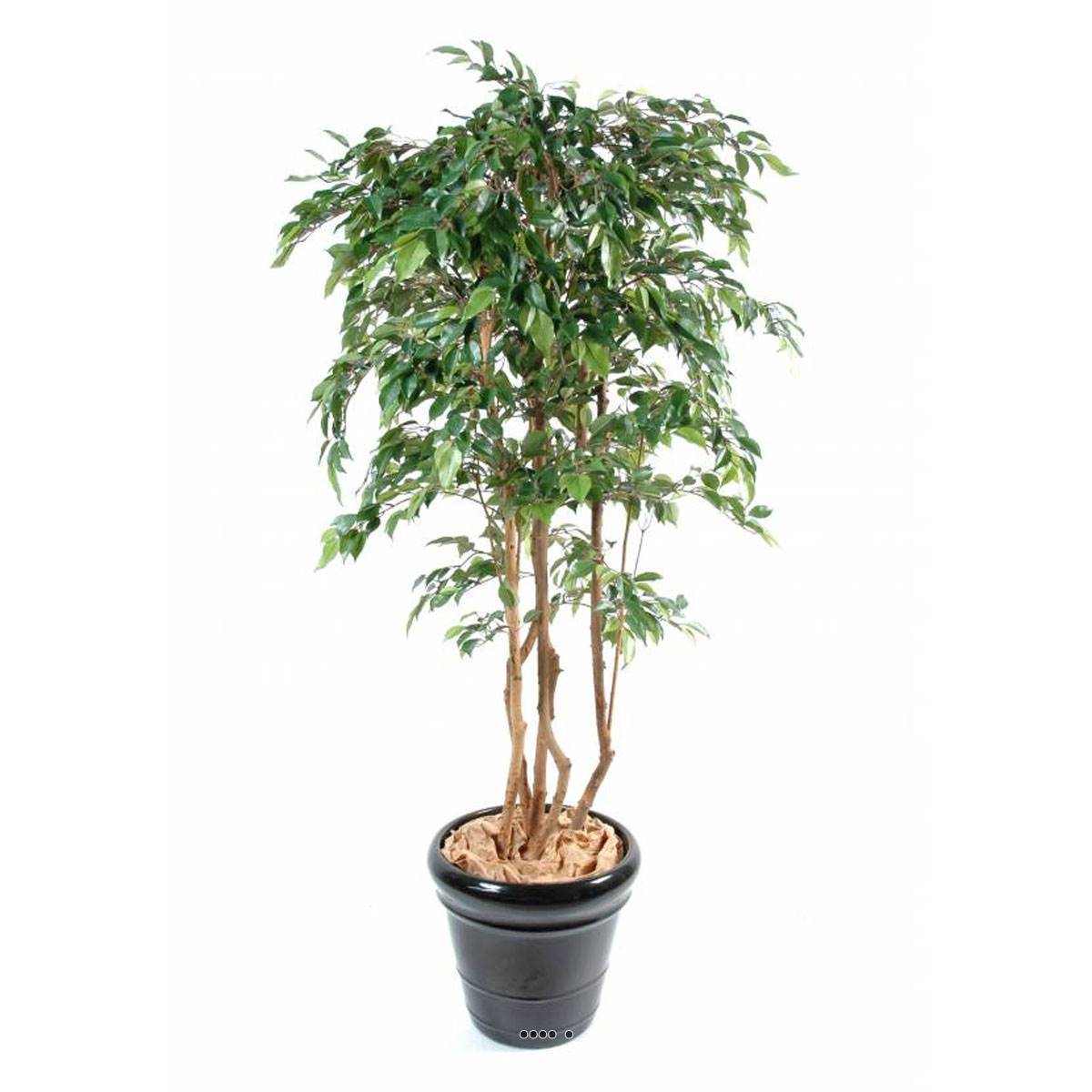 Artificielles - Ficus Natasja Artificiel multitroncs bois en pot H 110 cm Vert - dimhaut: H 110 cm - couleur: Vert
