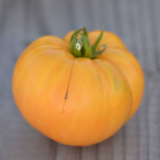 Tomate Big White Pink Stripes Bio - Ferme de Sainte Marthe le sachet de 50 graines environ