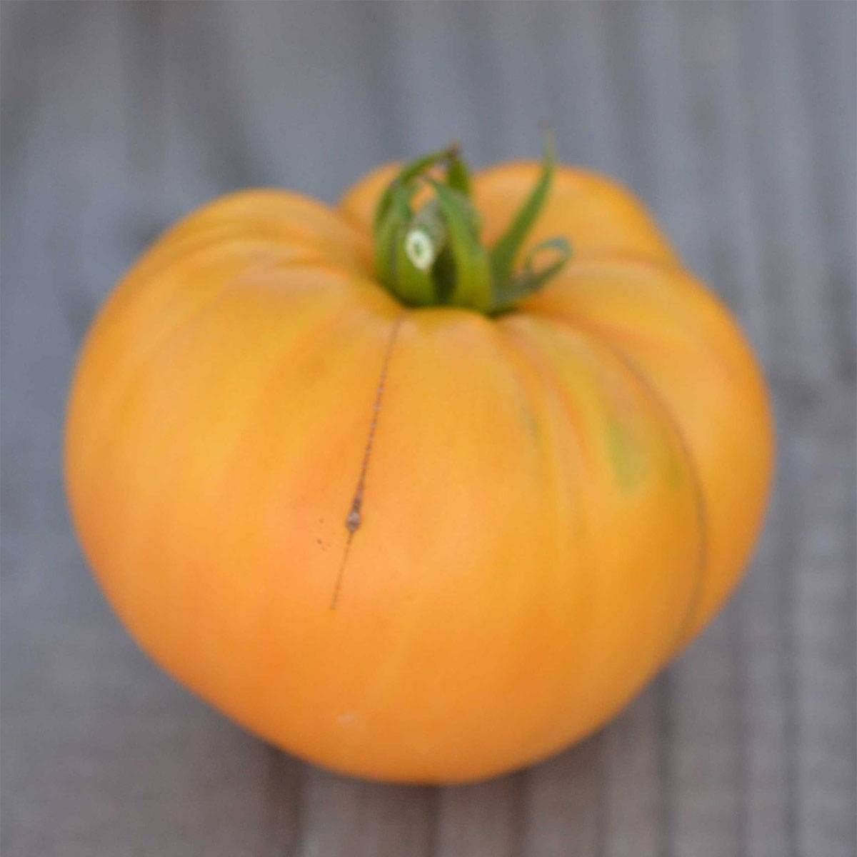 Tomate Big White Pink Stripes Bio - Ferme de Sainte Marthe le sachet de 50 graines environ
