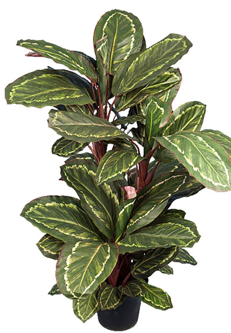 Artificielles - Maranta plante artificielle en pot H 104 cm très dense feuillage tissu - Imagen 1