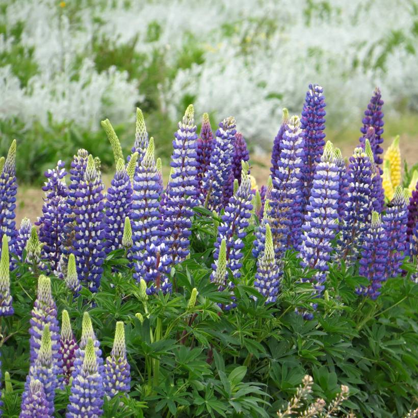 Graines de Lupin vivace Russell Hybrids The Governor - Lupinus polyphyllus le sachet de 60 graines environ (1,5g)