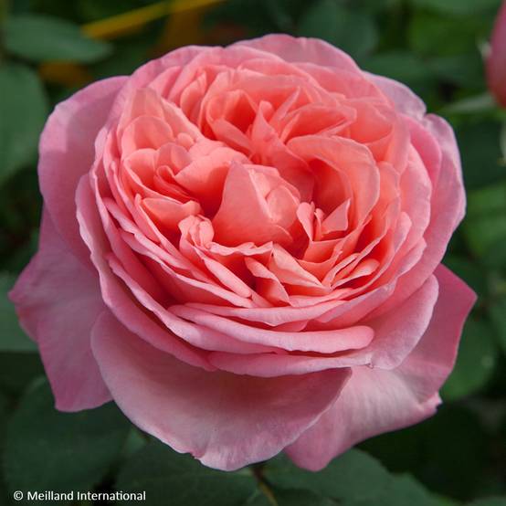 Rosier à grandes fleurs Mademoiselle Meilland Pot de 4L/5L