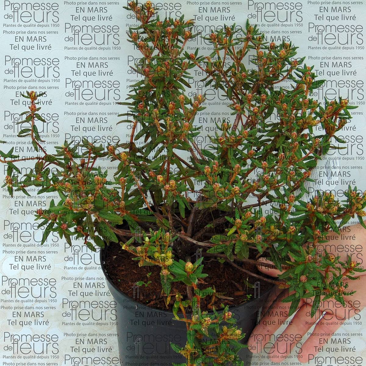 Promesse de Fleurs - Ledum groendlandicum Helma - Thé du Labrador Pot de 2L/3L - Image 1