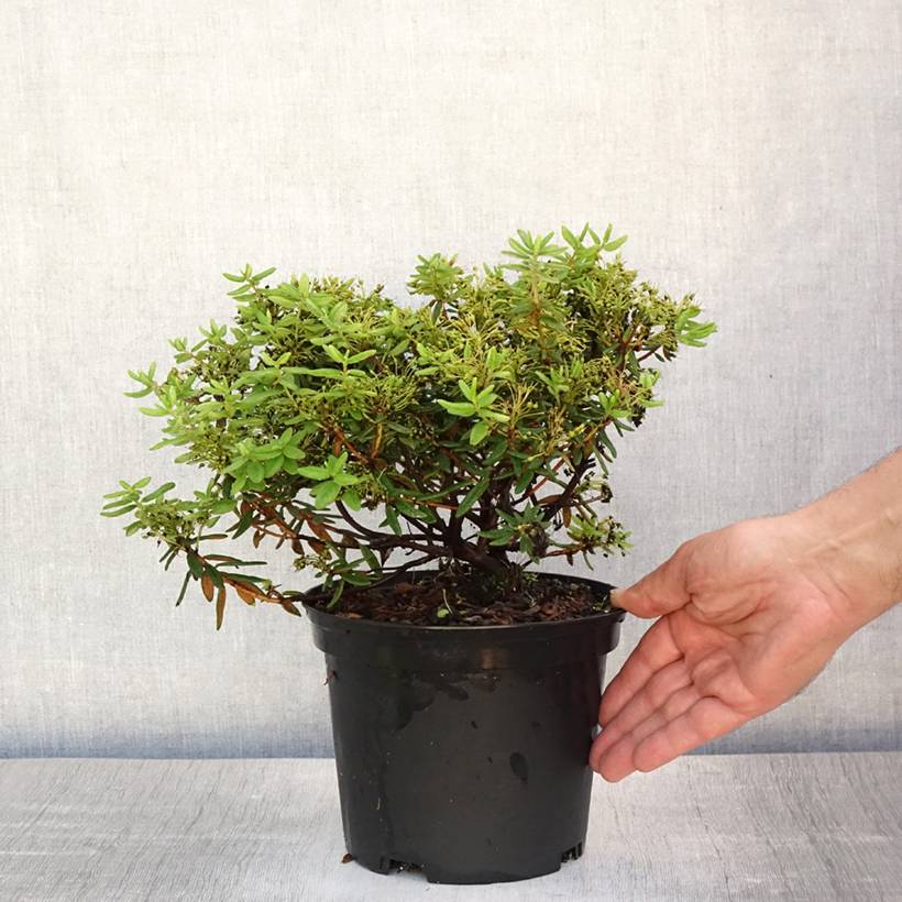 Promesse de Fleurs - Ledum groendlandicum Helma - Thé du Labrador Pot de 2L/3L - Image 2