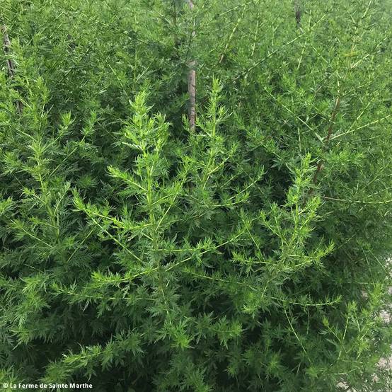 Armoise annuelle Bio (Artemisia annua) - Ferme de Sainte Marthe le sachet de 1000 graines environ
