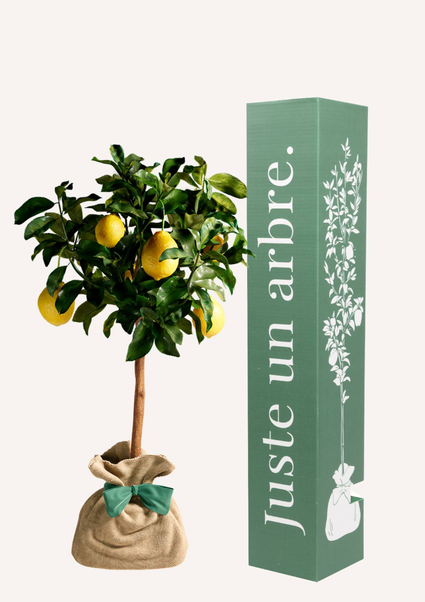 JUSTE UN ARBRE. – Citronnier des 4 Saisons | Idée cadeau pour naissance, mariage, anniversaire – Parfait pour culture en pot, en…