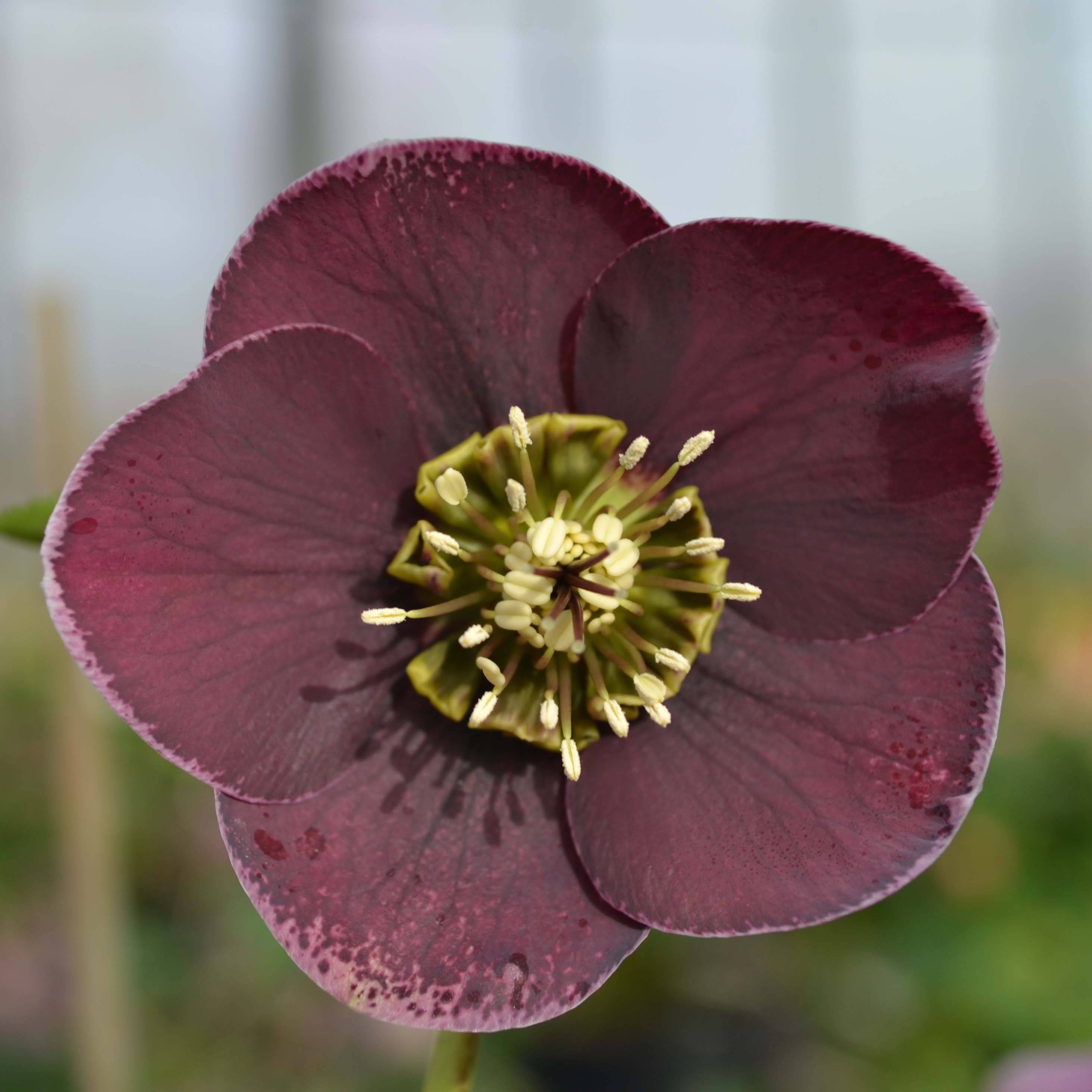 Promesse de Fleurs - Hellébore orientale Aubergine liseré Godet de 8/9 cm