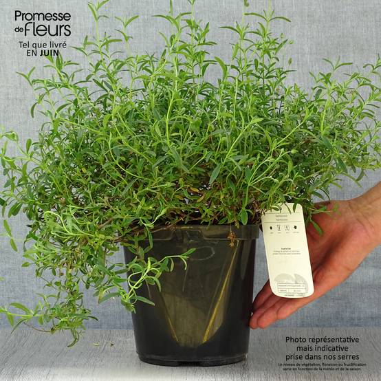 Promesse de Fleurs - Halimiocistus sahucii - Halimiociste de Sahuc Pot de 4L/5L - Image 2
