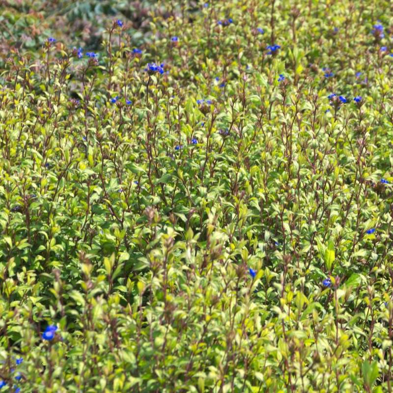 Plumbago de Willmott à fleurs Bleue - feuillage Caduc - Pot de 4L - 40/60 cm-  hauteur à maturité De 0,50 m à 1,00 m - Imagen 2
