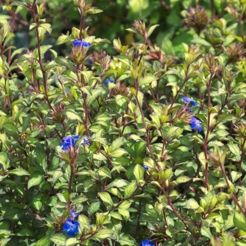 Plumbago de Willmott à fleurs Bleue - feuillage Caduc - Pot de 4L - 40/60 cm-  hauteur à maturité De 0,50 m à 1,00 m - Imagen 3