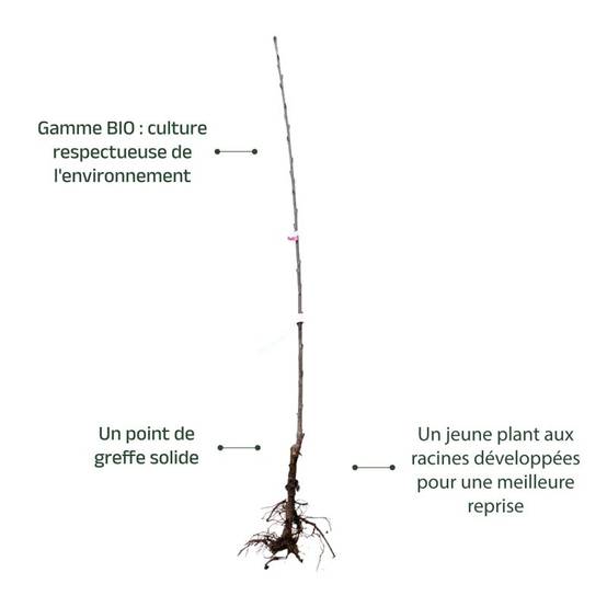 Cerisier bigarreau 'Noir de Meched' BIO (Prunus avium 'Noire de Meched') - Scion de 100 à 150cm - Pépinières Naudet - Image 3