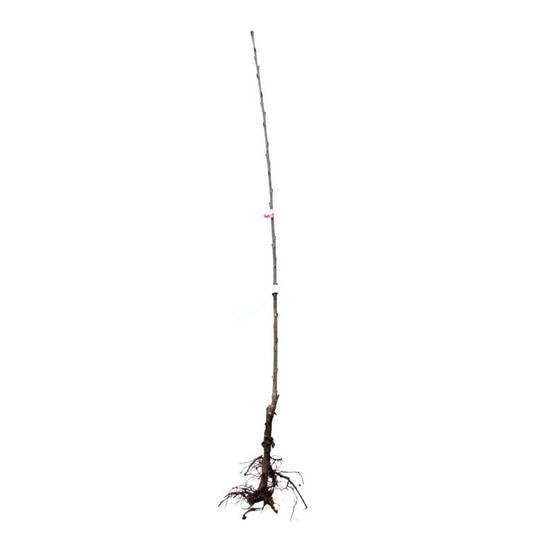 Cerisier bigarreau 'Noir de Meched' BIO (Prunus avium 'Noire de Meched') - Scion de 100 à 150cm - Pépinières Naudet - Image 2