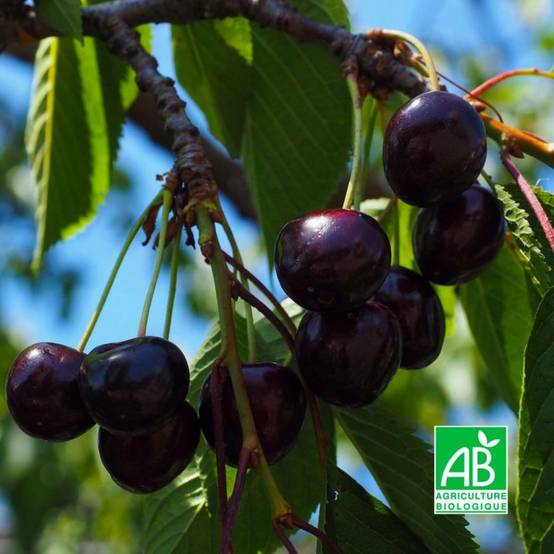 Cerisier bigarreau 'Noir de Meched' BIO (Prunus avium 'Noire de Meched') - Scion de 100 à 150cm - Pépinières Naudet - Image 1