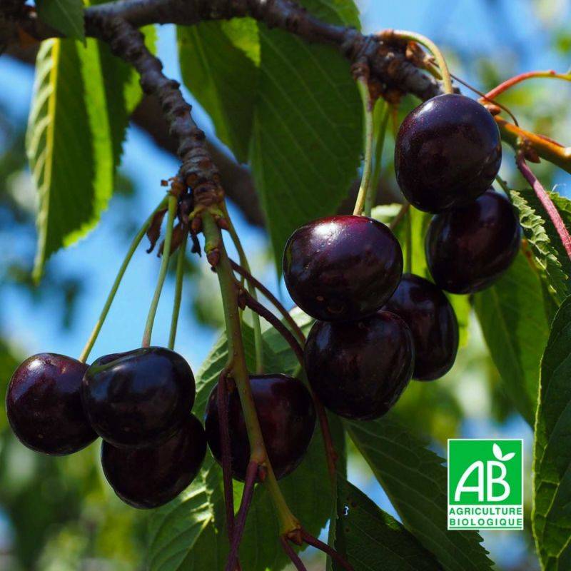 Cerisier bigarreau 'Noir de Meched' BIO (Prunus avium 'Noire de Meched') - Scion de 100 à 150cm - Pépinières Naudet - Imagen 1