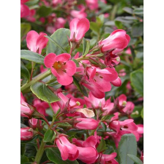 Escallonia Pride of Donard à fleurs Rouge - feuillage Persistant - Pot de 7,5L - 60/80 cm- hauteur à maturité De 1,00 m à 1,50 m - Image 1