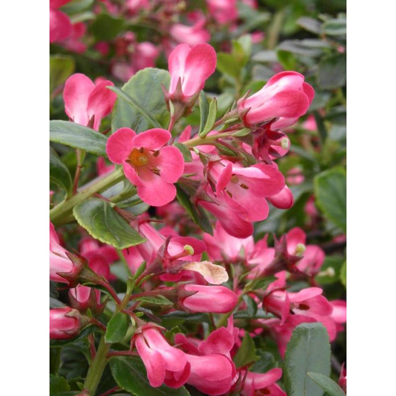 Escallonia Pride of Donard à fleurs Rouge - feuillage Persistant - Pot de 7,5L - 60/80 cm-  hauteur à maturité De 1,00 m à 1,50 m - Image 1
