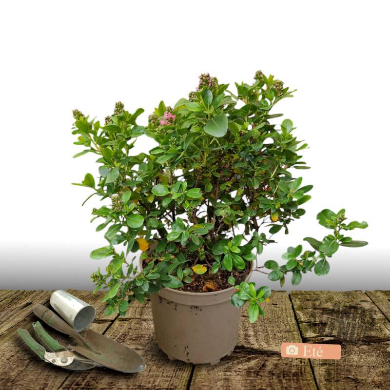 Escallonia Pride of Donard à fleurs Rouge - feuillage Persistant - Pot de 7,5L - 60/80 cm-  hauteur à maturité De 1,00 m à 1,50 m - Image 3