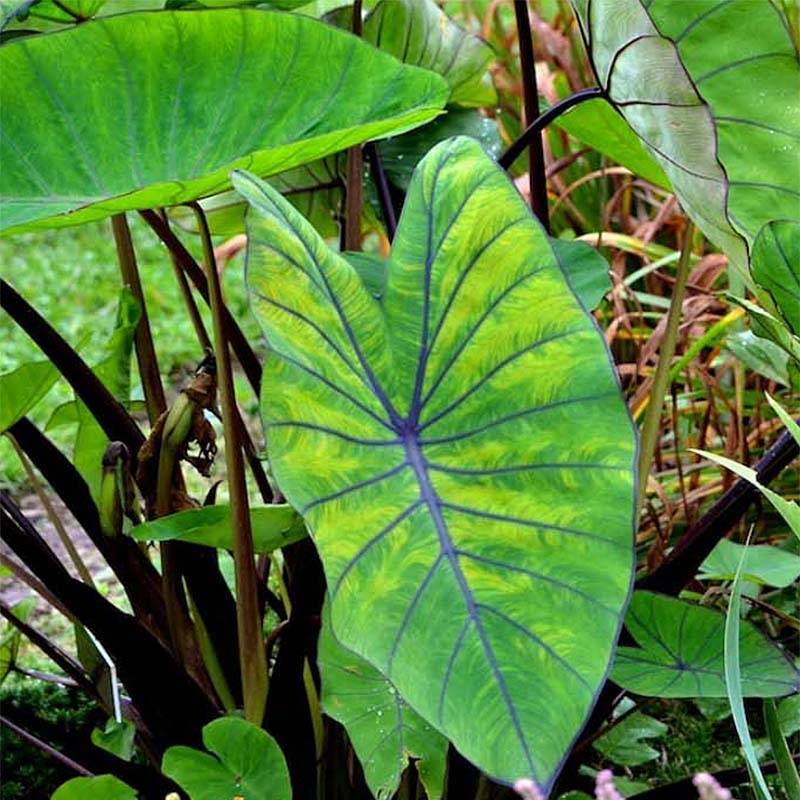 Promesse de Fleurs - Colocasia Blue hawaii - Oreille d'éléphant Pot de 4L/5L