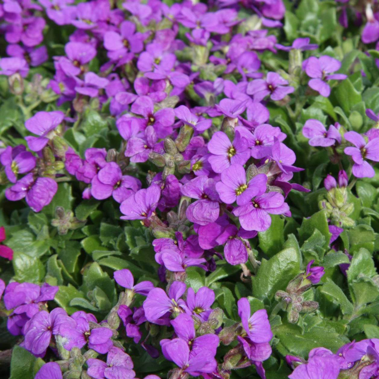 Aubriète mauve - Aubrieta x cultorum Hamburger Stadtpark Godet de 8/9 cm