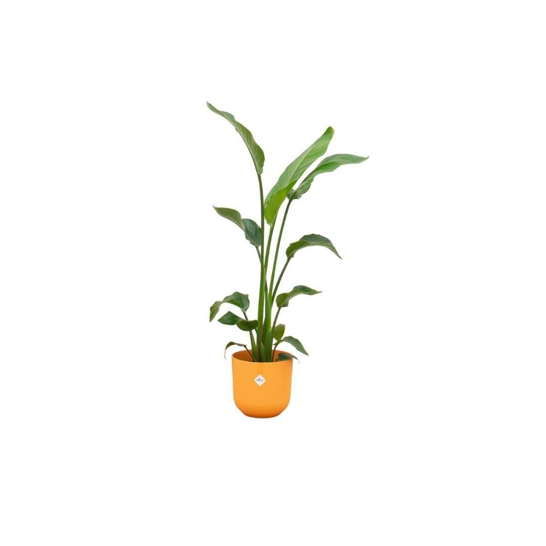 Strelitzia Nicolai 120 cm et son pot- La Green Touch Orange 23cm - Hauteur 120cm