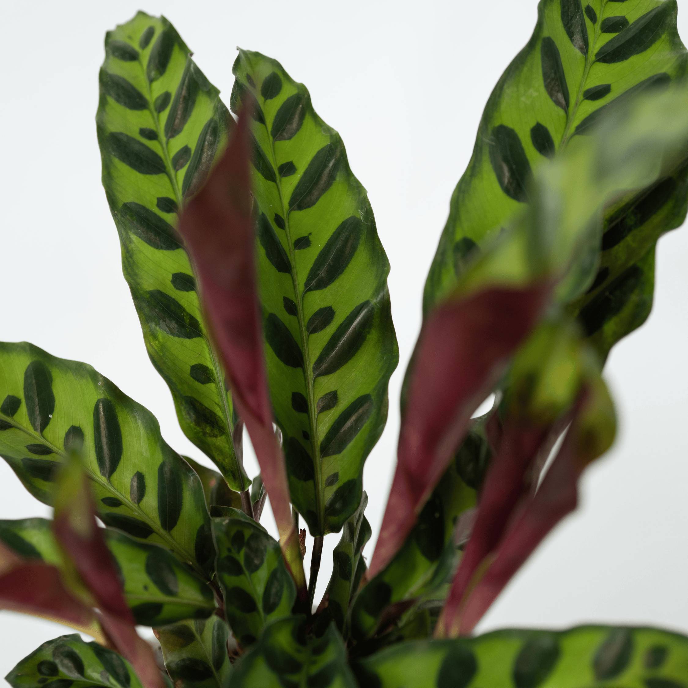 Calathea ornata - Set de 2 - Goeppertia insignis - Hauteur 30-40cm - ⌀12cm - Image 4